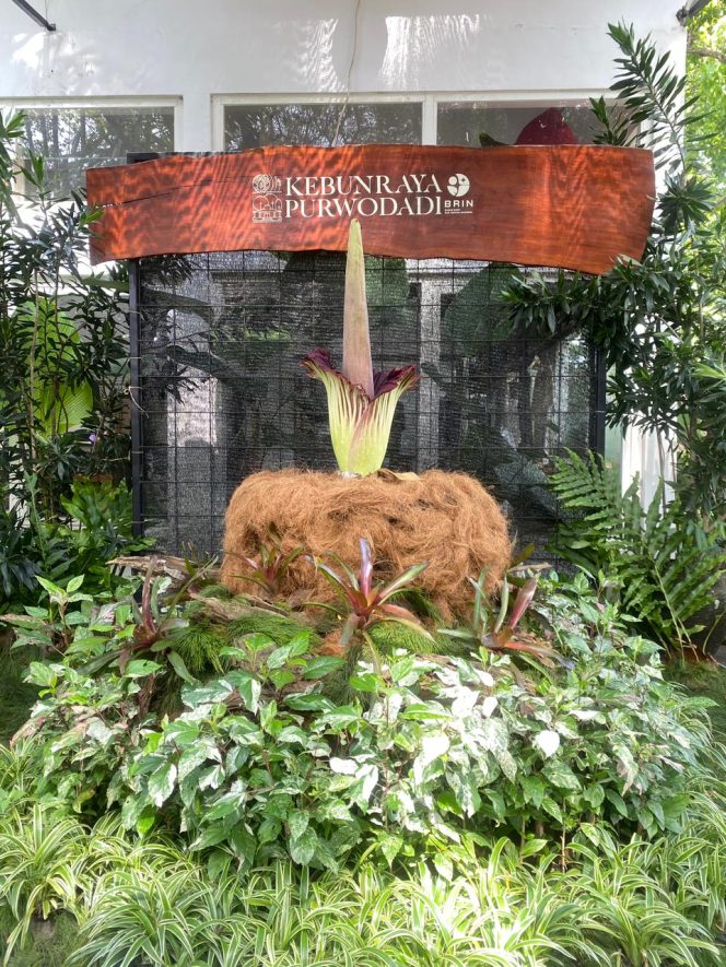 
					Bunga bangkai jenis Amorphophallus titanum yang berada di Kebun Raya Purwodadi, Kabupaten Pasuruan