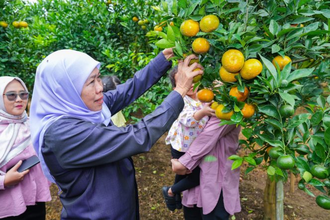 
					Gubernur Jawa Timur, Khofifah Indar Parawansa saat memetik jeruk di Kecamatan Tutur