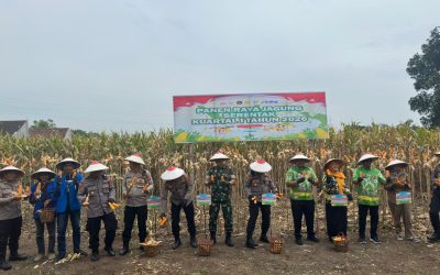 Panen Jagung Serentak Kuartal I 2026 bersama Kapolri, Kapolres Pasuruan Tegaskan Komitmen Ketahanan Pangan