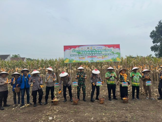 
					Panen jagung yang berlangsung di Desa Sambisirah, Kecamatan Wonorejo, Kabupaten Pasuruan