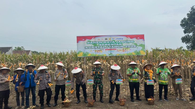 Panen Jagung Serentak Kuartal I 2026 bersama Kapolri, Kapolres Pasuruan Tegaskan Komitmen Ketahanan Pangan