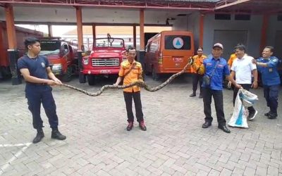 Damkar Kota Pasuruan Amankan Ular Piton Yang Sempat Gegerkan Warga
