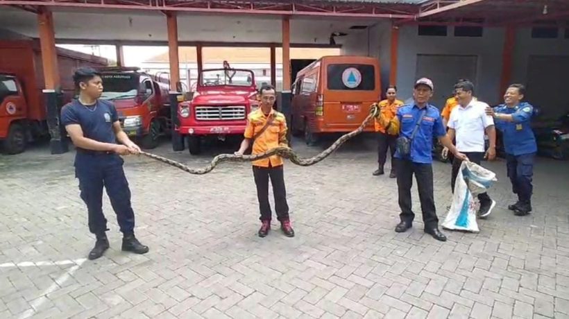 Damkar Kota Pasuruan Amankan Ular Piton Yang Sempat Gegerkan Warga