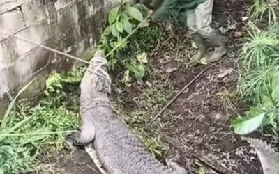 Buaya Berusia Puluhan Tahun Peninggalan Orang Tua Di Evakuasi Damkar