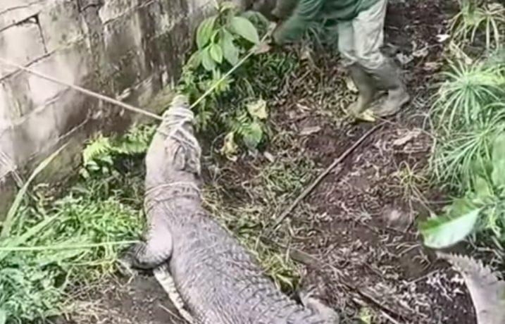 Buaya Berusia Puluhan Tahun Peninggalan Orang Tua Di Evakuasi Damkar