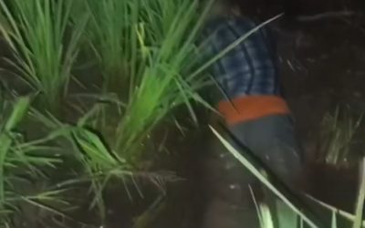 Warga Karangrejo Gempol Dibuat Gempar Adanya Penemuan Mayat