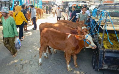 Jelang Hari Raya Kurban Harga Sapi Naik, Kambing Malah Turun Harga