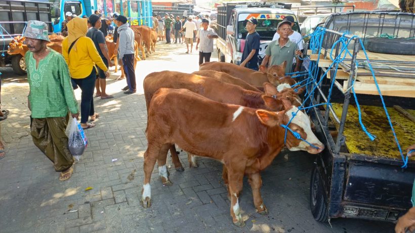 Jelang Hari Raya Kurban Harga Sapi Naik, Kambing Malah Turun Harga
