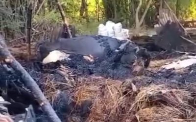 Ditinggal Mandi, Kandang Sapi Warga Desa Jatirejo Terbakar