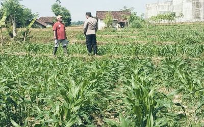 Ketahanan Pangan, Bhabinkamtibmas Polsek Sukorejo Dampingi Petani Optimalkan Lahan Produktif
