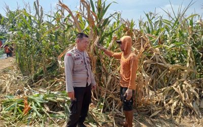 Polsek Winongan Dukung Program Ketahanan Pangan Nasional