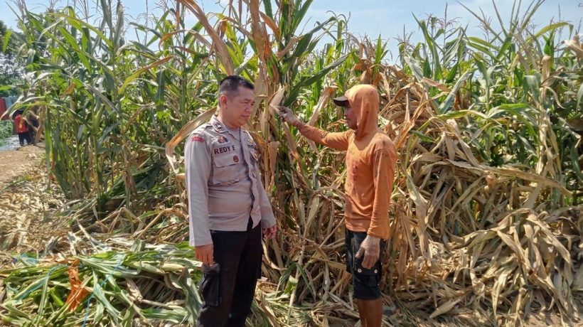 Polsek Winongan Dukung Program Ketahanan Pangan Nasional