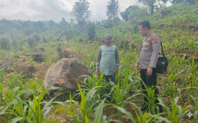 Bhabinkamtibmas Polsek Tutur Turut Serta Rawat Ladang Jagung Warga