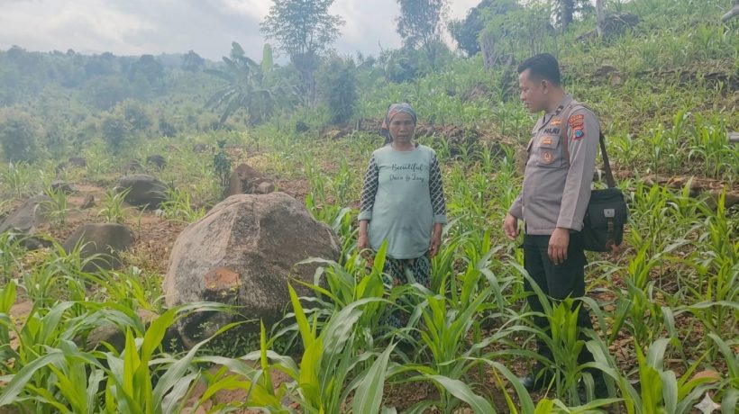 Bhabinkamtibmas Polsek Tutur Turut Serta Rawat Ladang Jagung Warga
