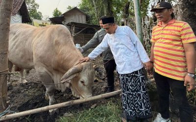 Sapi Kurban Berbobot 1,2 Ton Dari Presiden Prabowo Mendarat Di Pasuruan