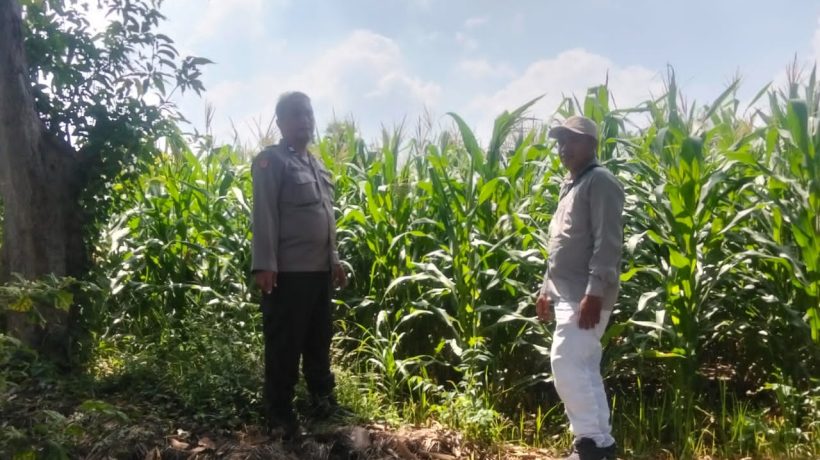Polsek Rembang Pantau Tanaman Hortikultura demi Ketahanan Pangan Nasional