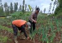 Polisi Turun ke Kebun Bawang Pre, Dorong Warga Aktif Bertanam untuk Ketahanan Pangan