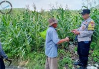 Polres Pasuruan Pantau Lahan Jagung Petani, Kawal Sukses Swasembada Pangan
