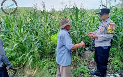 Polres Pasuruan Pantau Lahan Jagung Petani, Kawal Sukses Swasembada Pangan