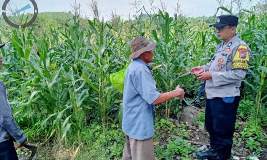 Polres Pasuruan Pantau Lahan Jagung Petani, Kawal Sukses Swasembada Pangan
