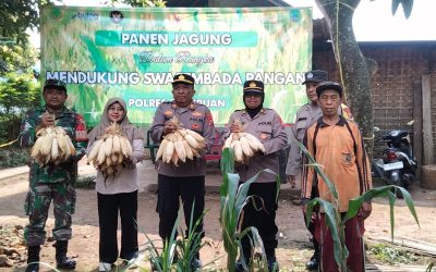 Asta Cita, Polsek Puspo Panen Jagung Bersama Petani