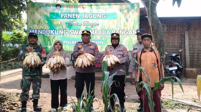 Asta Cita, Polsek Puspo Panen Jagung Bersama Petani