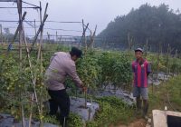Bhabinkamtibmas Polsek Nongkojajar Pantau Tanaman Tomat di Desa Pungging