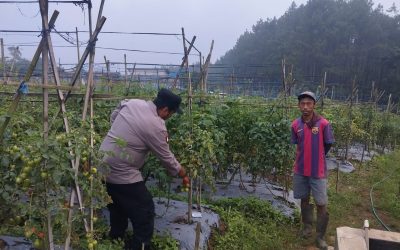 Bhabinkamtibmas Polsek Nongkojajar Pantau Tanaman Tomat di Desa Pungging