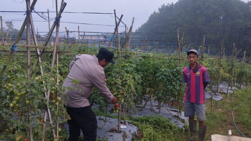 Bhabinkamtibmas Polsek Nongkojajar Pantau Tanaman Tomat di Desa Pungging