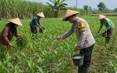 Penggerak Ketahanan Pangan Dampingi Petani Jagung di Wilayah Hukum Polres Pasuruan