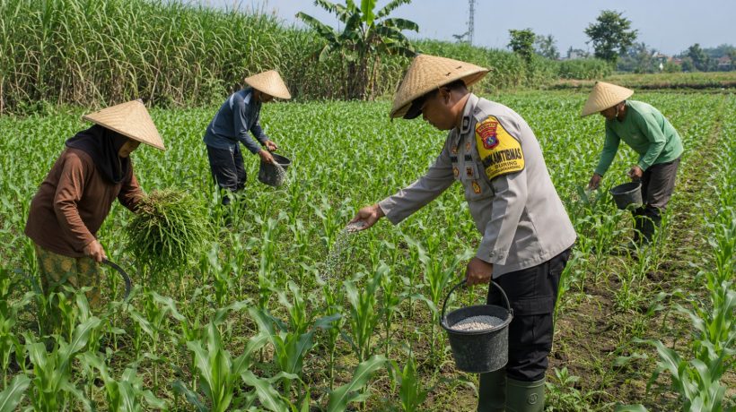 Penggerak Ketahanan Pangan Dampingi Petani Jagung di Wilayah Hukum Polres Pasuruan
