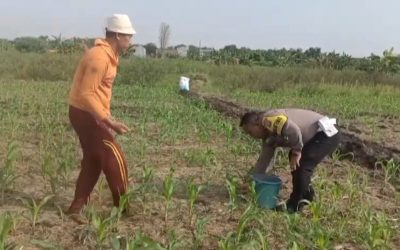 Anggota Polsek Bangil Aktif Bersama Kelompok Tani Gempeng Monitoring Lahan Jagung