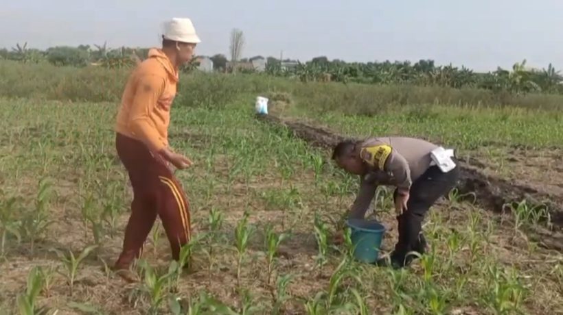 Anggota Polsek Bangil Aktif Bersama Kelompok Tani Gempeng Monitoring Lahan Jagung