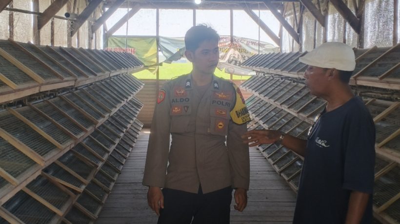 Bhabinkamtibmas Desa Masangan Monitoring Peternakan Puyuh Produktif Milik Bumdes