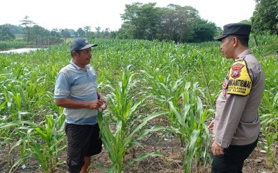 Polsek Kejayan Pantau Tanaman Jagung di Tanggulangin, Wujudkan Asta Cita Ketahanan Pangan