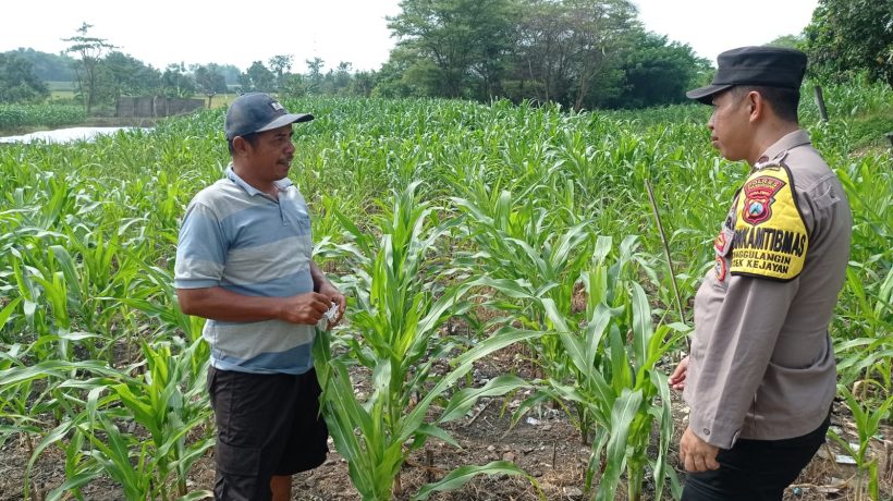 Polsek Kejayan Pantau Tanaman Jagung di Tanggulangin, Wujudkan Asta Cita Ketahanan Pangan