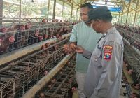 Bhabinkamtibmas Polsek Rembang Laksanakan Pemantauan Peternakan Ayam Petelur Dukung Ketahanan Pangan Nasional