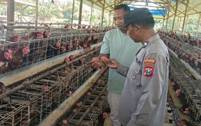 Bhabinkamtibmas Polsek Rembang Laksanakan Pemantauan Peternakan Ayam Petelur Dukung Ketahanan Pangan Nasional