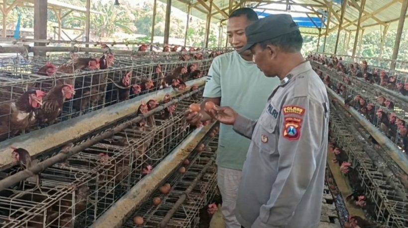 Bhabinkamtibmas Polsek Rembang Laksanakan Pemantauan Peternakan Ayam Petelur Dukung Ketahanan Pangan Nasional