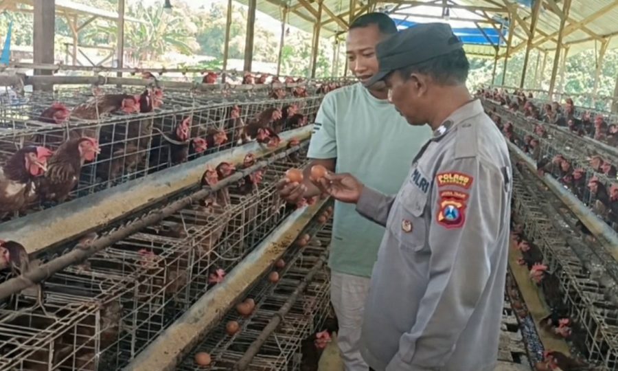 Bhabinkamtibmas Polsek Rembang Laksanakan Pemantauan Peternakan Ayam Petelur Dukung Ketahanan Pangan Nasional