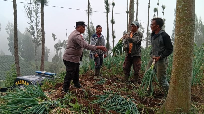 Bhabinkamtibmas Polsek Tosari Pantau Lahan Bawang Prei Milik Warga