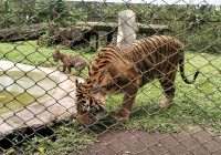 Empat Anak Harimau Sumatera Lahir, Program Konservasi Taman Safari Indonesia II Prigen Berhasil