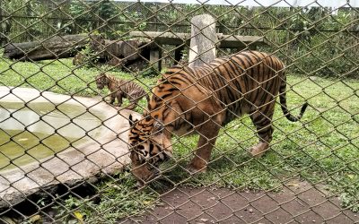 Empat Anak Harimau Sumatera Lahir, Program Konservasi Taman Safari Indonesia II Prigen Berhasil