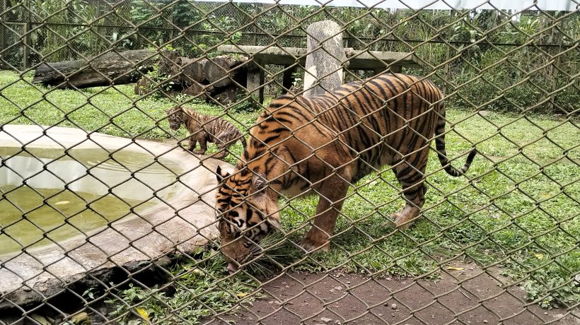 Empat Anak Harimau Sumatera Lahir, Program Konservasi Taman Safari Indonesia II Prigen Berhasil