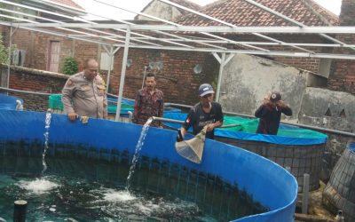 Babinkamtibmas Polsek Bangil Dampingi Warga Tambakan Kembangkan Budidaya Ikan Lele