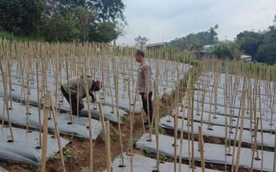 Bhabinkamtibmas Desa Gendro Tinjau Tanaman Cabai Milik Warga
