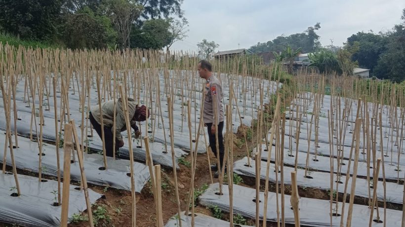 Bhabinkamtibmas Desa Gendro Tinjau Tanaman Cabai Milik Warga
