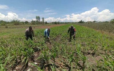 Sembari Patroli, Polisi di Bangil Aktif Dampingi Petani Jagung Menuju Panen Maksimal