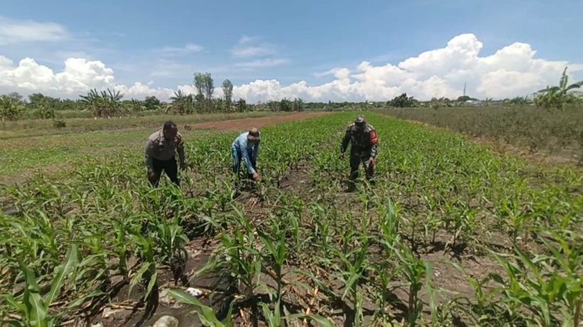 Sembari Patroli, Polisi di Bangil Aktif Dampingi Petani Jagung Menuju Panen Maksimal