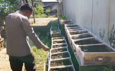 Gugus Tugas Polsek Rembang Pantau Lahan Pekarangan Pangan Lestari (P2L)